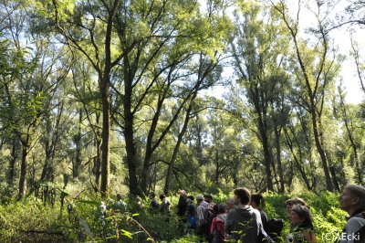 Wald Anaconda im Vollhöfner Wald