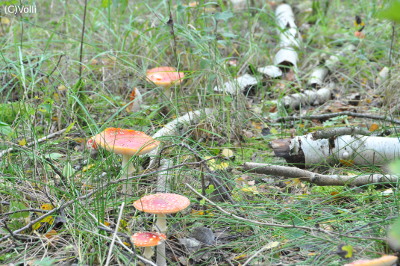 Pilze im Vollhöfner Wald.