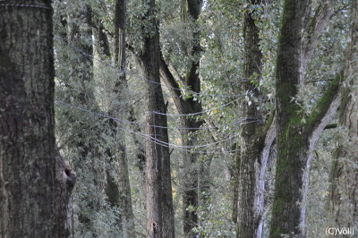 Baumhaus View Vollhoefner Wald