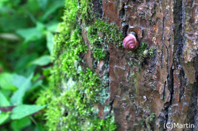 Snail Race