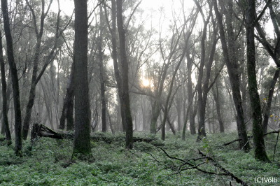 Vollhöfner Wald