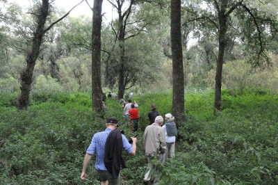 Wald Anaconda im Vollhöfner Wald