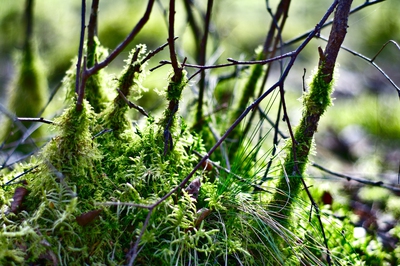 Vorplatz Vollhöfner Wald