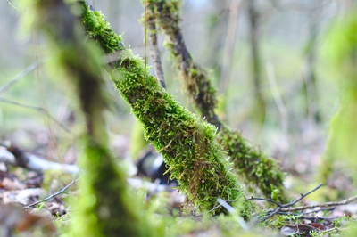 Vorplatz Vollhöfner Wald