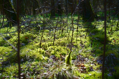 Vorplatz Vollhöfner Wald