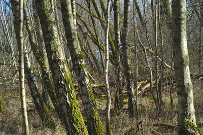 Vorplatz Vollhöfner Wald