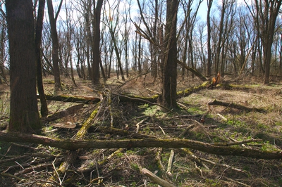 Vorplatz Vollhöfner Wald