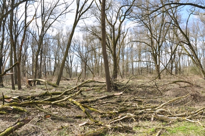 Vorplatz Vollhöfner Wald