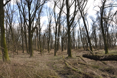 Vorplatz Vollhöfner Wald