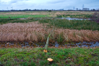 Neue Autobahn fällt Moorburger Moor