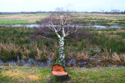 Neue Autobahn fällt Moorburger Moor