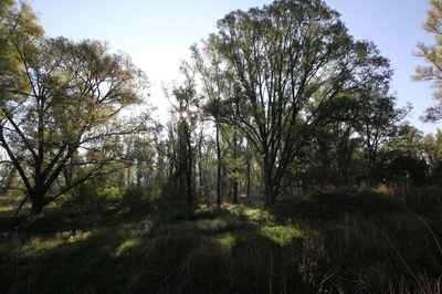 Vollhöfner Wald