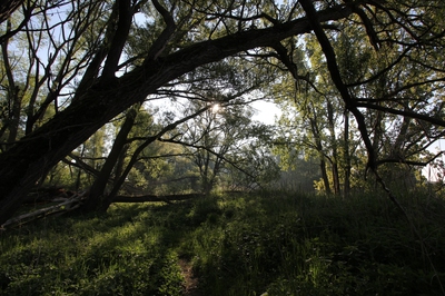 Vollhöfner Wald