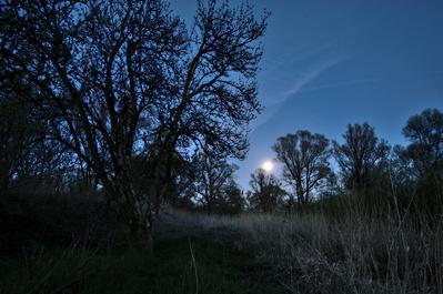 mondlicht am Vollhöfner Wald