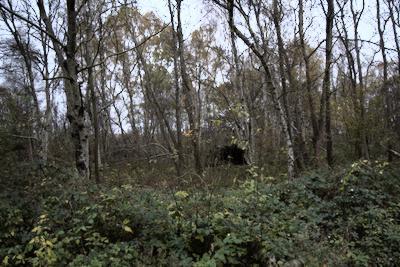 Birken im Bostelbeker Moor