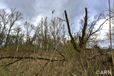 Vollhöfner Wald 1.3.