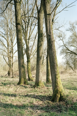 Vollhöfner Wald