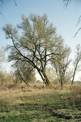 Vollhöfner Wald